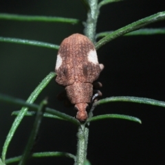 Gonipterus pulverulentus at Acton, ACT - 12 Aug 2022