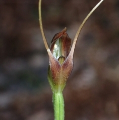 Pterostylis oblonga (Coastal Maroonhood) at Booderee National Park - 15 Aug 2022 by AnneG1