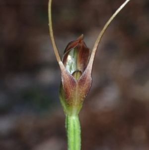 Pterostylis oblonga at Jervis Bay, JBT - 15 Aug 2022