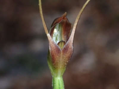 Pterostylis oblonga (Coastal Maroonhood) at Jervis Bay, JBT - 15 Aug 2022 by AnneG1