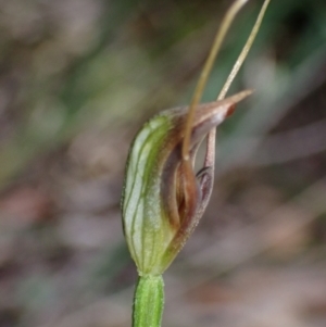 Pterostylis oblonga at Jervis Bay, JBT - 15 Aug 2022