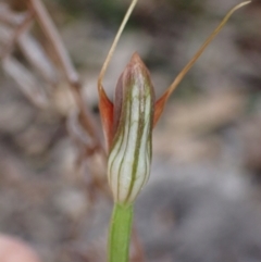 Pterostylis oblonga at Jervis Bay, JBT - suppressed