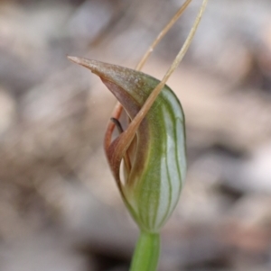 Pterostylis oblonga at Jervis Bay, JBT - 15 Aug 2022