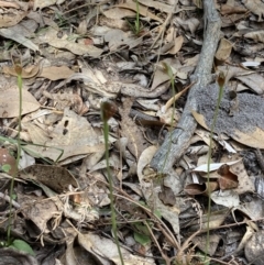 Pterostylis oblonga at Jervis Bay, JBT - suppressed