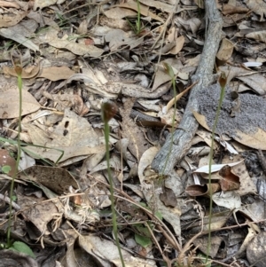 Pterostylis oblonga at Jervis Bay, JBT - suppressed