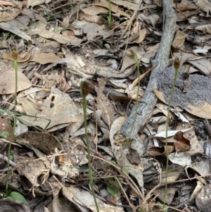 Pterostylis oblonga at Jervis Bay, JBT - 15 Aug 2022