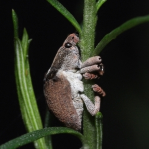 Gonipterus suturalis at Acton, ACT - 12 Aug 2022