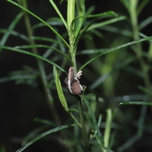 Gonipterus suturalis at Acton, ACT - 12 Aug 2022