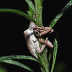 Gonipterus suturalis at Acton, ACT - suppressed