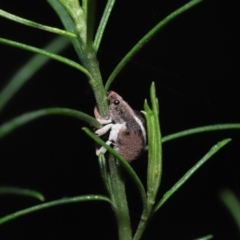 Gonipterus suturalis at Acton, ACT - suppressed