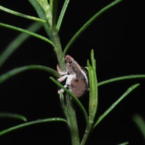 Gonipterus suturalis at Acton, ACT - 12 Aug 2022