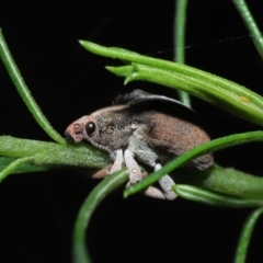 Gonipterus suturalis at Acton, ACT - 12 Aug 2022