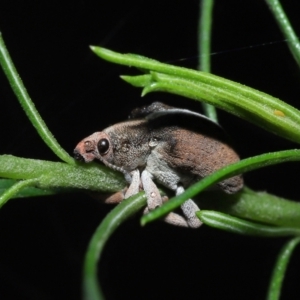 Gonipterus suturalis at Acton, ACT - suppressed