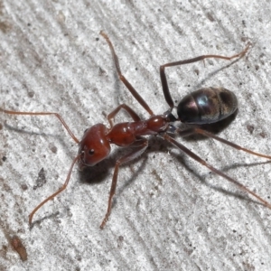 Iridomyrmex purpureus at Acton, ACT - 12 Aug 2022 12:57 PM