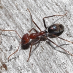 Iridomyrmex purpureus (Meat Ant) at Acton, ACT - 12 Aug 2022 by TimL