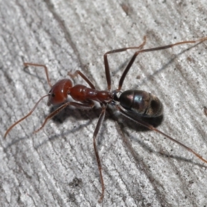 Iridomyrmex purpureus at Acton, ACT - 12 Aug 2022