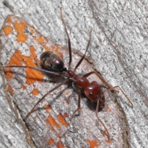 Iridomyrmex purpureus at Acton, ACT - 12 Aug 2022 12:57 PM