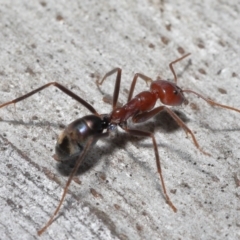 Iridomyrmex purpureus at Acton, ACT - 12 Aug 2022