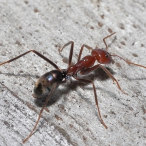 Iridomyrmex purpureus at Acton, ACT - 12 Aug 2022 12:57 PM