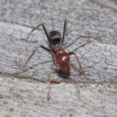 Iridomyrmex purpureus at Acton, ACT - 12 Aug 2022 12:57 PM