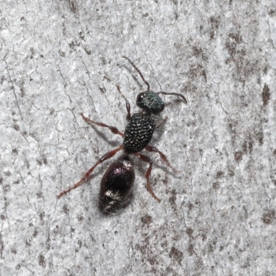 Aglaotilla sp. (genus) (Australian Velvet Ant) at ANBG - 12 Aug 2022 by TimL