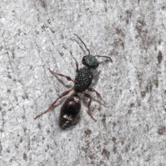 Aglaotilla sp. (genus) (Australian Velvet Ant) at Acton, ACT - 12 Aug 2022 by TimL