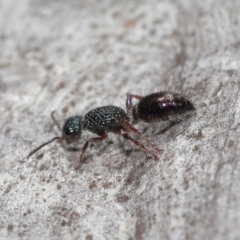 Aglaotilla sp. (genus) at Acton, ACT - 12 Aug 2022