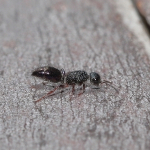 Aglaotilla sp. (genus) at Acton, ACT - 12 Aug 2022