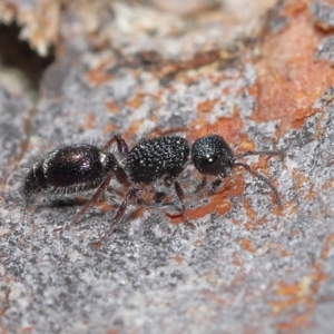 Aglaotilla sp. (genus) at ANBG - 12 Aug 2022