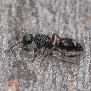 Aglaotilla sp. (genus) at Acton, ACT - 12 Aug 2022