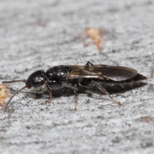 Bethylidae (family) at Acton, ACT - 12 Aug 2022