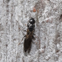 Bethylidae (family) at Acton, ACT - 12 Aug 2022