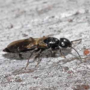 Bethylidae (family) at Acton, ACT - 12 Aug 2022