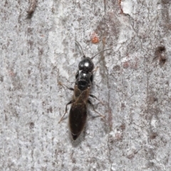 Bethylidae (family) at Acton, ACT - 12 Aug 2022