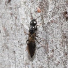 Bethylidae (family) at Acton, ACT - 12 Aug 2022