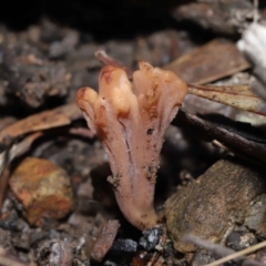 Clavulina vinaceocervina (TBC) at Acton, ACT - 12 Aug 2022 by TimL