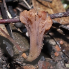 Clavulina vinaceocervina at ANBG - 12 Aug 2022 01:28 PM