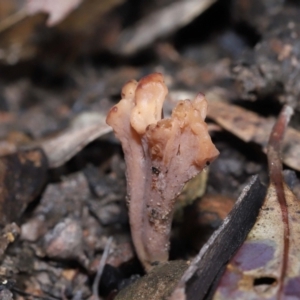 Clavulina vinaceocervina at ANBG - 12 Aug 2022 01:28 PM