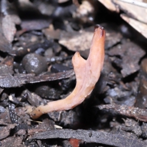 Clavulina vinaceocervina at ANBG - 12 Aug 2022 01:28 PM