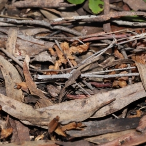 Clavulina vinaceocervina at ANBG - 12 Aug 2022 01:28 PM