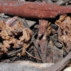 Clavulina cinerea/vinaceocervina at Acton, ACT - 12 Aug 2022 by TimL