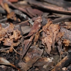 Clavulina cinerea/vinaceocervina at Acton, ACT - 12 Aug 2022