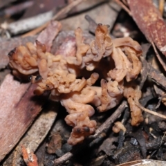 Clavulina cinerea/vinaceocervina at Acton, ACT - 12 Aug 2022