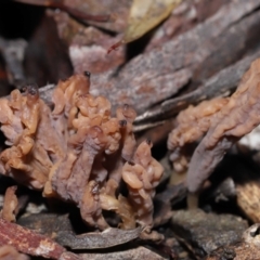 Clavulina cinerea/vinaceocervina at Acton, ACT - 12 Aug 2022
