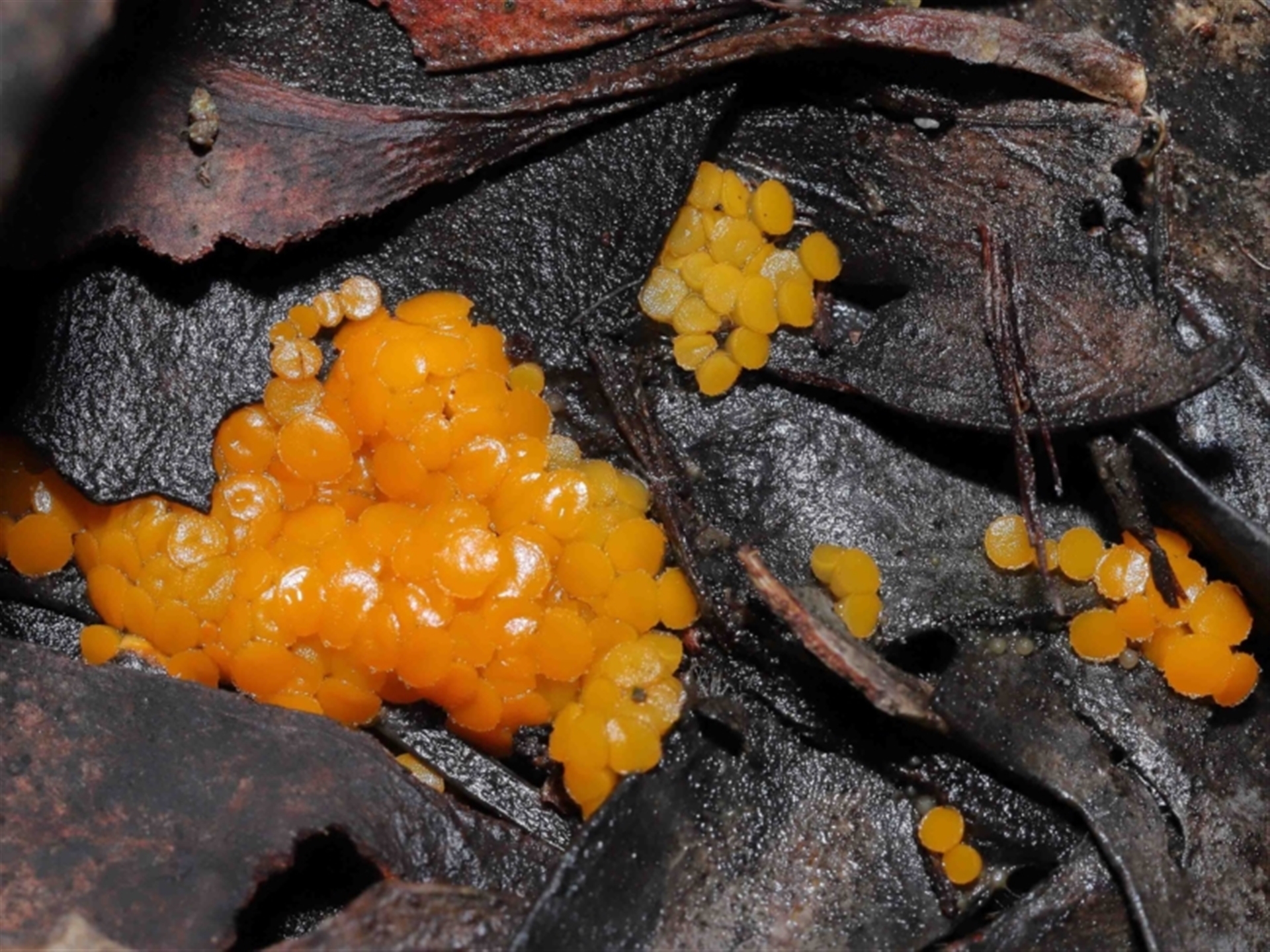 Lamprospora/Octospora/Byssonectria at Acton, ACT - 12 Aug 2022 01:41 PM