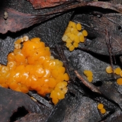 Unidentified Fungus (TBC) at Acton, ACT - 12 Aug 2022 by TimL