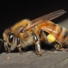 Apis mellifera (European honey bee) at Acton, ACT - 14 Aug 2022 by TimL