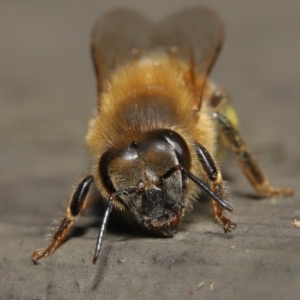 Apis mellifera at Acton, ACT - 14 Aug 2022