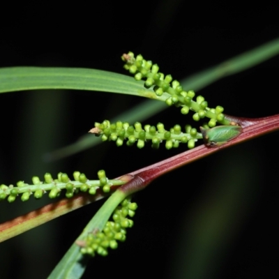 Sextius virescens (Acacia horned treehopper) at Acton, ACT - 14 Aug 2022 by TimL