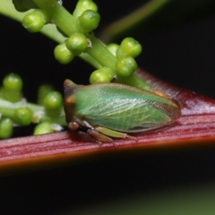 Sextius virescens at Acton, ACT - 14 Aug 2022 10:10 AM